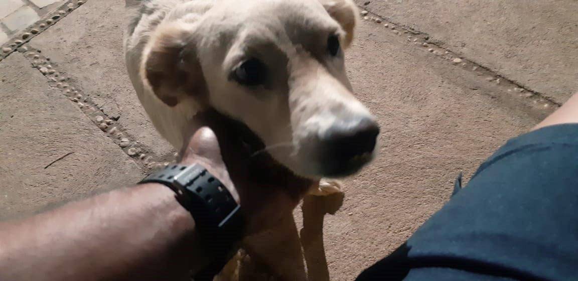 Um cachorro falou comigo e me emocionou pela sinceridade. E você, já conversou com um cão?